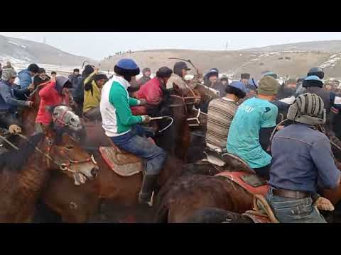 Видео: Лейлек р,н Кулунду Легендарный Апык чабандаз кучту оюун корсоты