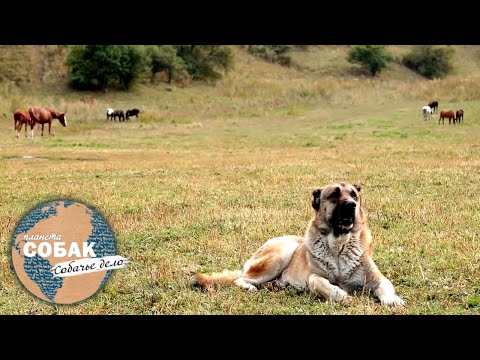 Видео: Планета собак. Собачье дело. Волкодавы. Малинуа, лабрадор, ньюфаундленд