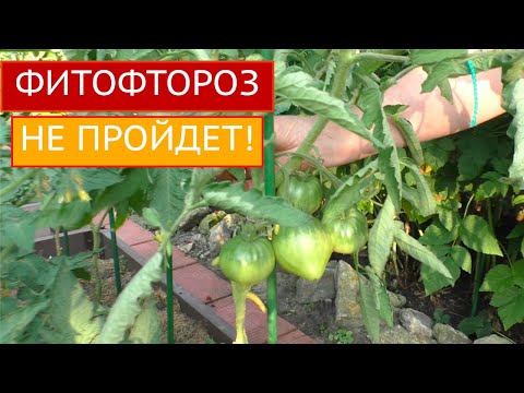 Видео: ПОСЛЕ ЭТОГО ВЫ ЗАБУДЕТЕ ПРО ФИТОФТОРУ!!!