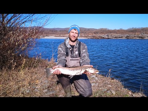 Видео: Рыбалка на реке Максимовке, недельное проживание в палатке. Рыбалка - осень 2023 года. 🔥🔥😱😱УЛОВ😱😱🔥🔥
