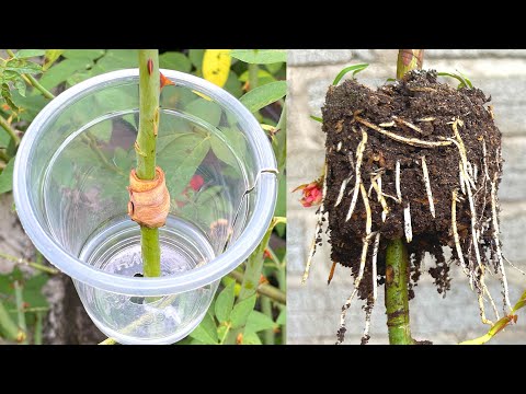 Видео: Как извлечь ветки роз дома очень просто, это можно сделать в любое время года.