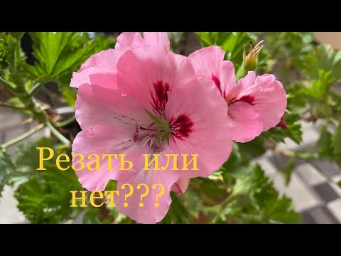 Видео: Нужно ли обрезать королевскую пеларгонию осенью?