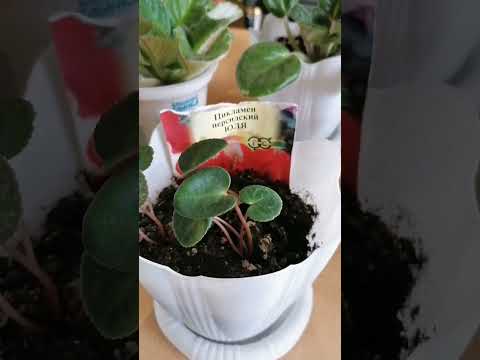 Видео: заключительная часть обзора моих домашних растишек. 🌵🌱🌺