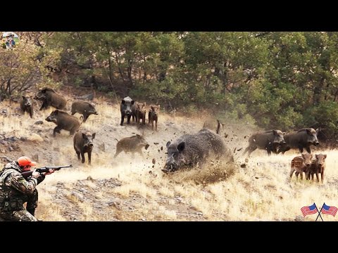 Видео: Невероятная охота на дикого кабана 💥Как фермеры и охотники борются с дикими кабанами? - Wild Hog ...