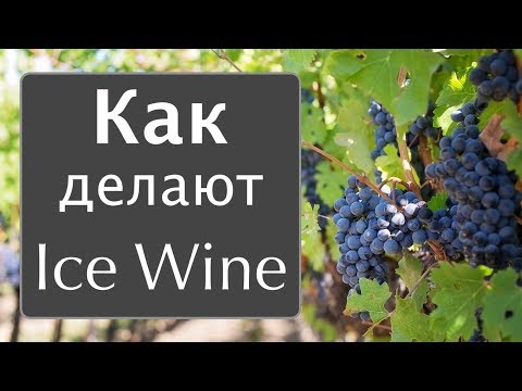 Видео: Уникальное ВИНО. Как делают Ice Wine Canada. Эмигрантские истории.