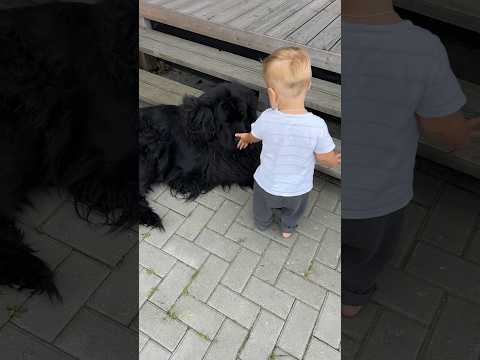 Видео: Ньюфаундленд #newfoundland #ньюфаундленд #puppy #dog #cute #love #newfoundlanddog