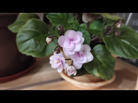 Видео: Фиалки трейлеры. Переукоренение. Грунт. Сажаем вместе.