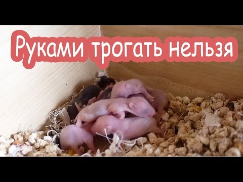 Видео: Уборка у новорожденных хомячков. Страшно.