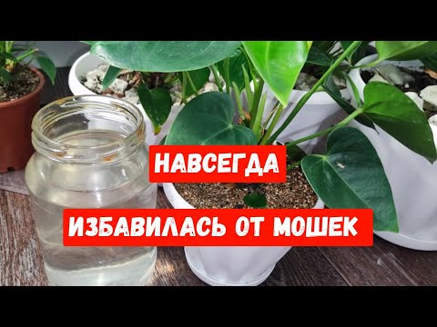 Видео: МОШКИ ИСЧЕЗНУТ НАВСЕГДА! Народное Натуральное средство от мошек для цветов и комнатных растений!