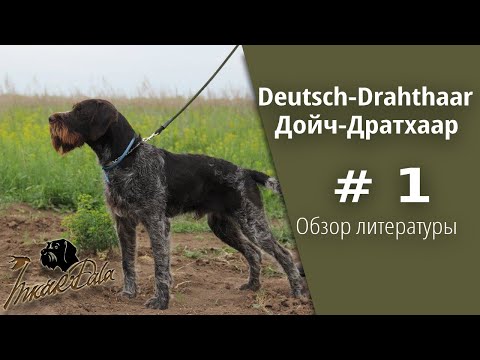 Видео: Охотничья собака Дойч-Дратхаар (Обзор литературы)