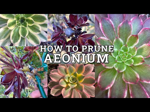 Видео: Как обрезать суккуленты эониум