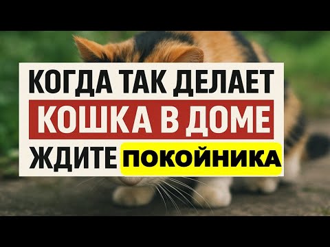 Видео: Когда кошка так делает, ждите беды! Приметы и знаки, о чём предупреждает кот в доме