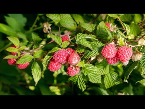 Видео: Зарабатываю на берёзовых вениках и на лесной малине. Сбор дикоросов.