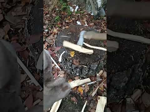 Видео: 1 листопада 2025 р.