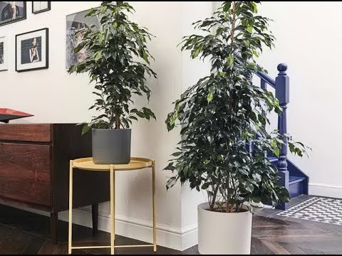 Видео: ТОП-10 самых популярных КРУПНЫХ комнатных растений