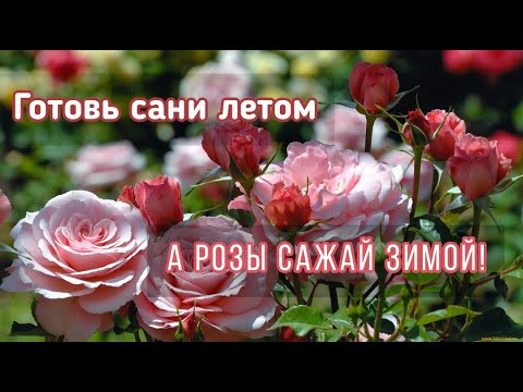 Видео: #РОЗЫ. Посадка садовых роз в горшки зимой для раннего цветения весной.