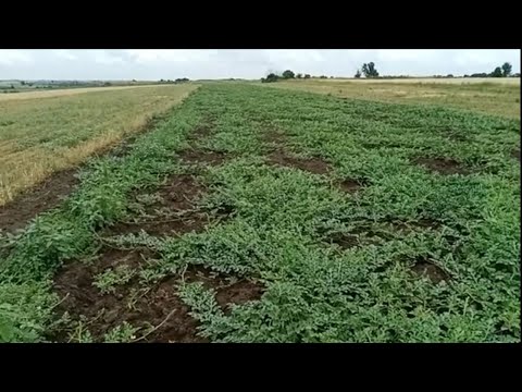 Видео: Арбуз АУ Продюсер пвп. СУХОДОЛ. Ряды сплетаются.