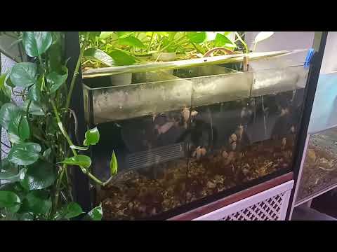 Видео: Обзор моих аквариумов 2023