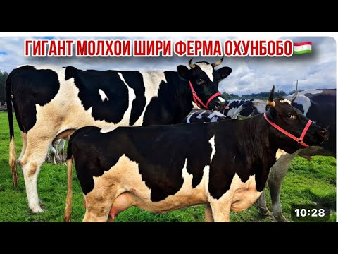 Видео: Молҳои шири Гигант аз фермаи Охунбобо 21 октября 2025 г.