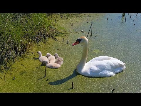 Видео: Не стреляйте белых лебедей...