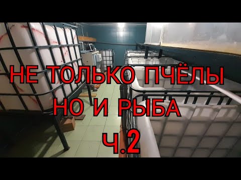 Видео: НЕ ТОЛЬКО ПЧЁЛЫ НО И РЫБА. Ч.2 .