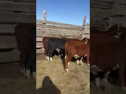 Видео: Всё равно скучаю по этому вид деятельности