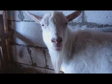 Видео: Кровяные выделения после родов у козы?