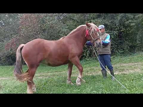 Видео: Гарна лошиця змінить власника💪💪💪🐎🐎🔥🔥Ціна на відео