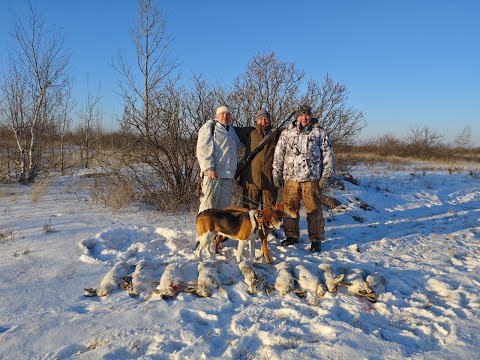 Видео: ЗАЙЧЬЕ ЭЛЬДОРАДО Супер охота на зайца гончаки в деле. Дуплет два зайца на номер Сезон 2024-2025 №216