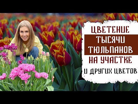 Видео: ЦВЕТЕНИЕ ТЫСЯЧИ ТЮЛЬПАНОВ НА МОЁМ УЧАСТКЕ ВЕСНОЙ + ДРУГИХ ЦВЕТОВ