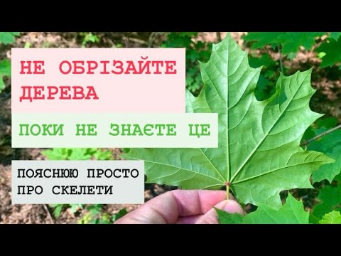 Видео: НЕ ОБРІЗАЙТЕ ДЕРЕВА. Поки не знаєте це. Пояснюю просто про скелети
