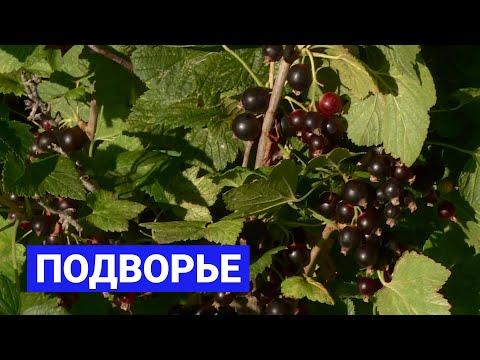 Видео: Все о смородине: Подворье (30.07.21)