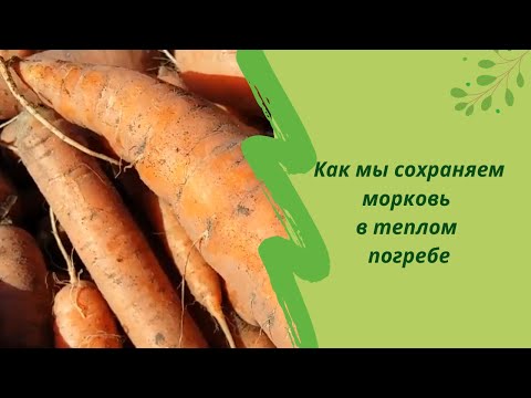 Видео: Как мы сохраняем морковь в теплом погребе