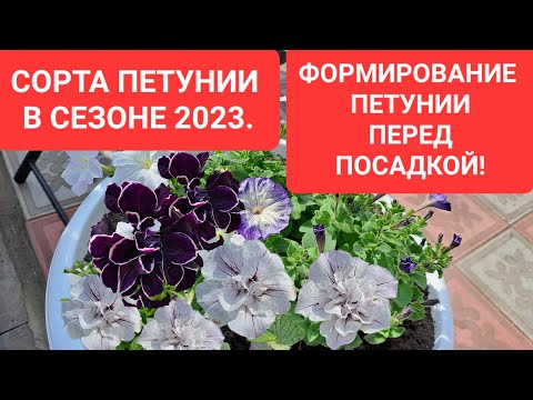 Видео: СОРТА ПЕТУНИИ В СЕЗОНЕ 2023. ФОРМИРУЮ ПЕТУНИЮ АМПЕЛЬНУЮ ПЕРЕД ПОСАДКОЙ.