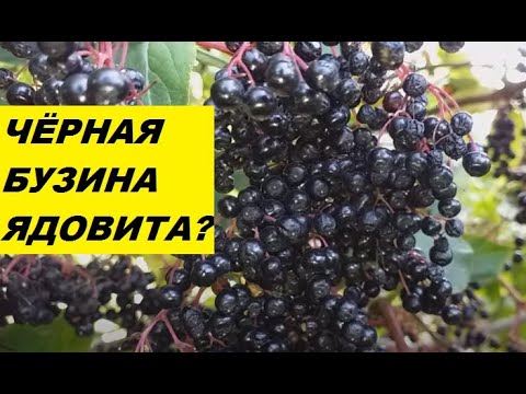 Видео: Чёрная бузина - можно ли есть чёрную бузину?