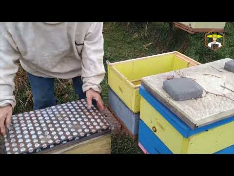 Видео: Переселення бджіл зимою в інший вулик. Пасіка дяді Міші #bee