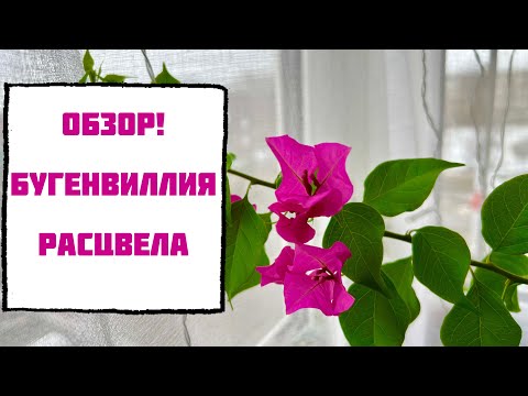 Видео: У меня зацвела Бугенвиллия😍