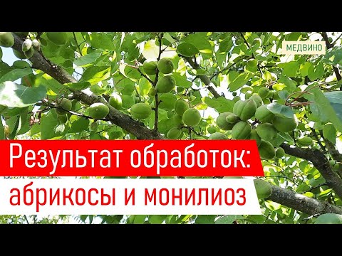 Видео: Как завязались абрикосы у нас: результаты борьбы с монилиозом