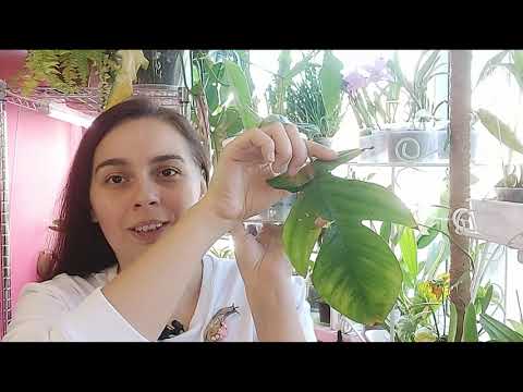 Видео: Philodendron squamiferum (Филодендрон сквамиферум)