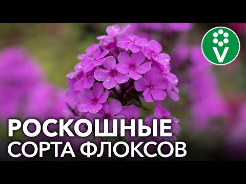 Видео: 10 САМЫХ КРАСИВЫХ ФЛОКСОВ иностранной селекции по мнению селекционера