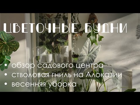 Видео: Цветочные будни 3: Обзор ГБУ Озеленение, весенняя уборка, стволовая гниль на Алоказии.