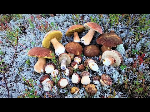 Видео: УДАЧНАЯ ГРИБАЛКА ПОЛУЧИЛАСЬ, НЕ ВЁДРАМИ НО ТРОФЕЙНЫЕ БЕЛЫЕ ГРИБЫ ВСЁ ТАКИ МЕНЯ НАШЛИ)!