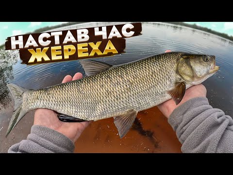 Видео: ЧАС ЖЕРЕХА НАСТАВ: ловлю весняного жереха на пількери