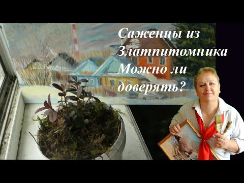 Видео: Саженцы из Златпитомника. Можно ли доверять этой организации?