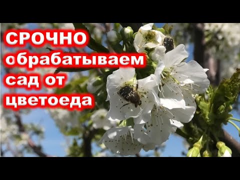 Видео: СРОЧНАЯ ОБРАБОТКА сада ОТ ЦВЕТОЕДА без вреда опылителям.