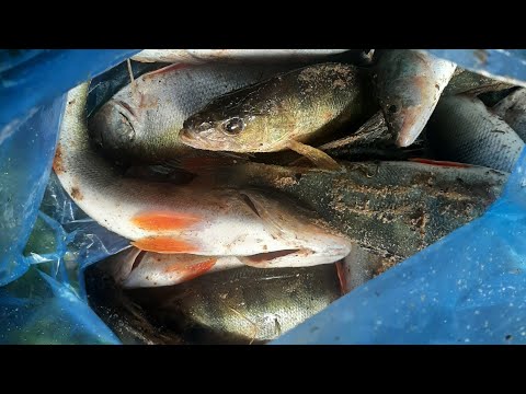 Видео: Поимки на каждом забросе, впервые был такой клев, голодный окунь.