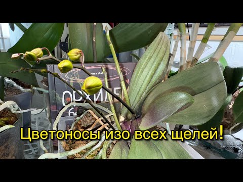 Видео: Супер средство за копейки пробуждает орхидею на цветение 