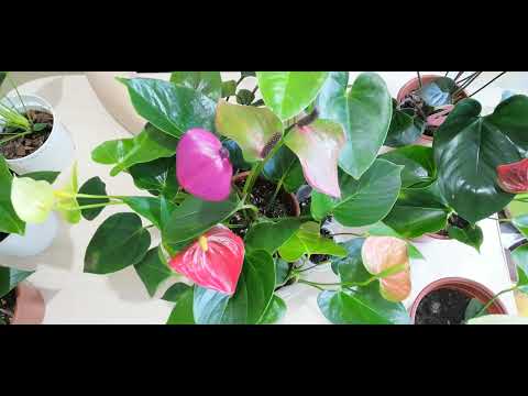 Видео: 🌿Антуриум всегда цветущий! 🌿 С первым днем весны нас! 🥰🌺