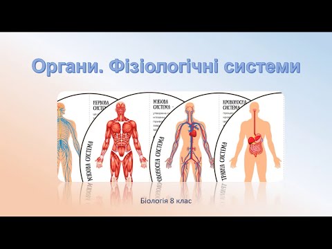 Видео: Біологія людини. Органи. Фізіологічні системи