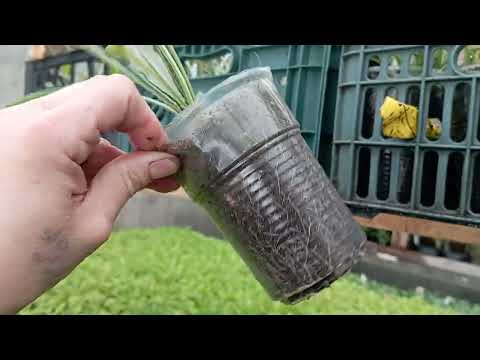 Видео: запустила холодную часть теплицы! выношу растения в холод!